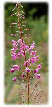 pilobe  petites fleurs