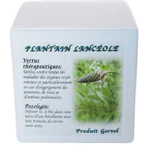 Plantin lancole